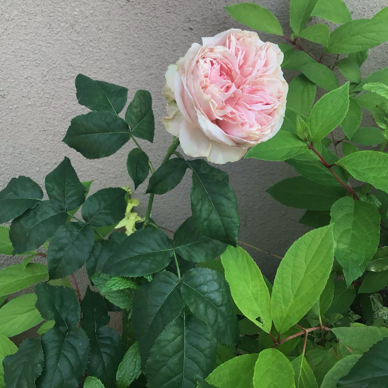 京阪園芸で狙っていたバラを買ったよ_c0404712_00080748.jpg