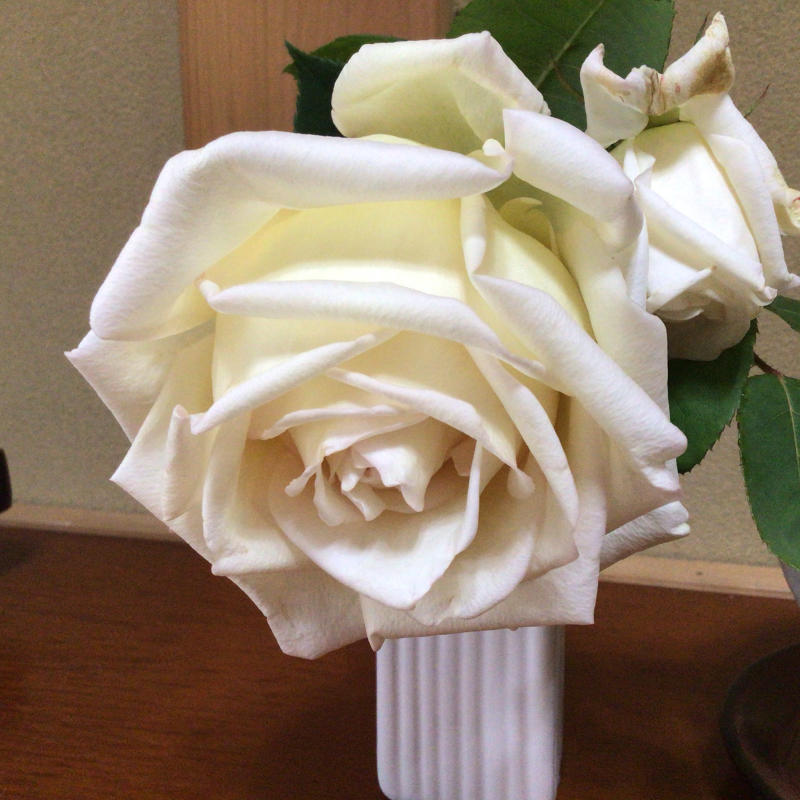 京阪園芸で狙っていたバラを買ったよ_c0404712_00101421.jpg