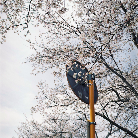 遅れてきた桜写真_a0145825_22391005.jpg