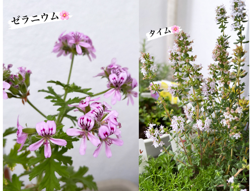 冷凍パイシートで簡単! パイピザ_c0103827_12430814.jpg