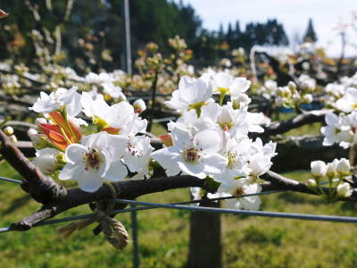 熊本梨 本藤果樹園 摘果作業の様子(2021) 今年は花の開花も早かったので摘果作業も急ピッチです(前編)_a0254656_17035181.jpg