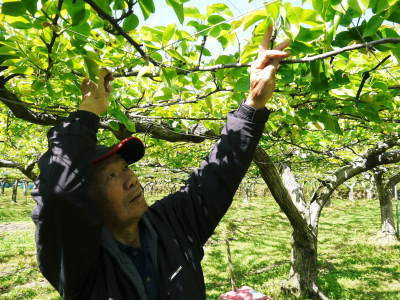 熊本梨 本藤果樹園 摘果作業の様子(2021) 今年は花の開花も早かったので摘果作業も急ピッチです(前編)_a0254656_17235772.jpg
