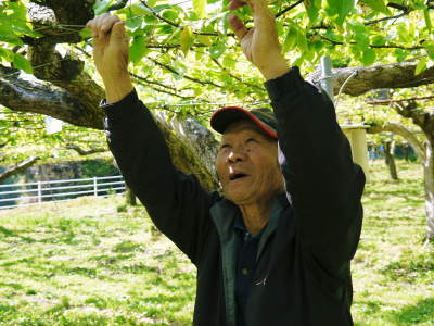 熊本梨 本藤果樹園 摘果作業の様子(2021) 今年は花の開花も早かったので摘果作業も急ピッチです(前編)_a0254656_17362249.jpg