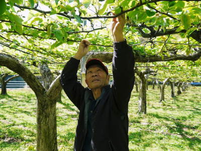 熊本梨 本藤果樹園 摘果作業の様子(2021) 今年は花の開花も早かったので摘果作業も急ピッチです(前編)_a0254656_17453788.jpg