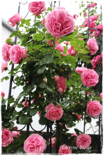 レオナルド ダ ヴィンチ の開花が始まりました La Rose 薔薇の庭