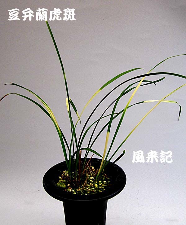 豆弁蘭・虎斑　　　　　　　　　　No.2097_d0103457_23501858.jpg