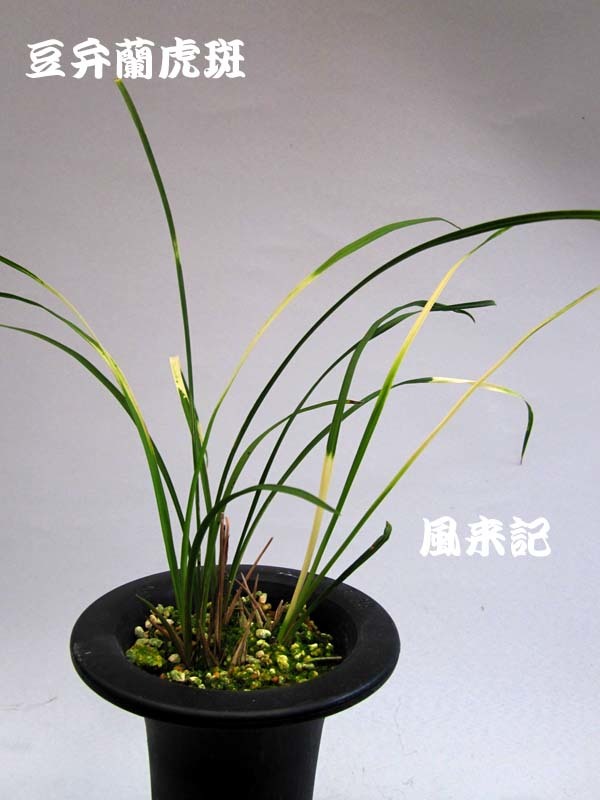 豆弁蘭・虎斑　　　　　　　　　　No.2097_d0103457_23503040.jpg