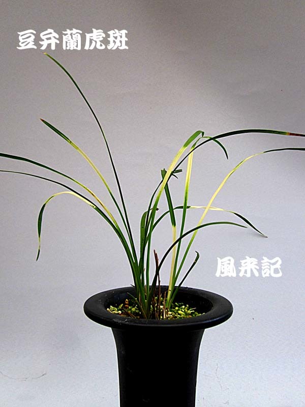 豆弁蘭・虎斑　　　　　　　　　　No.2097_d0103457_23503989.jpg