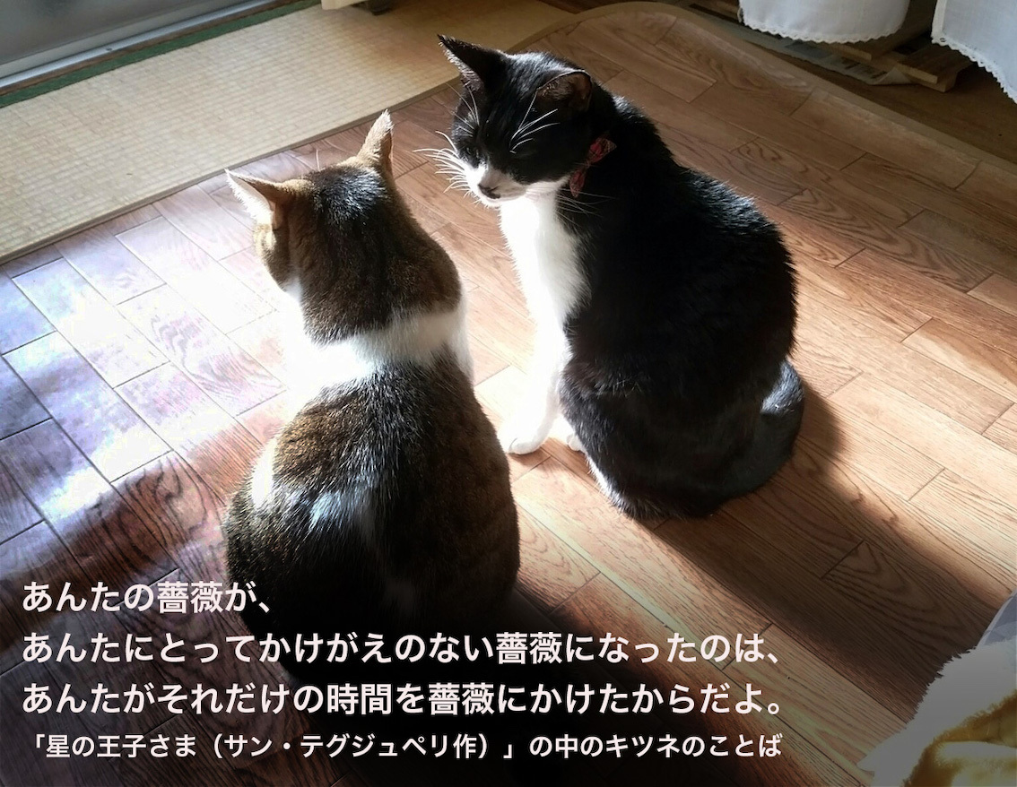 かけがえのない猫2_e0414863_19211536.jpg