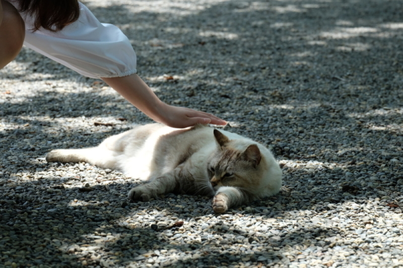 Happy Caturday 2021-5_d0021491_22200610.jpg