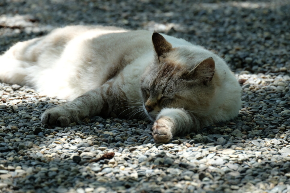 Happy Caturday 2021-5_d0021491_22201731.jpg