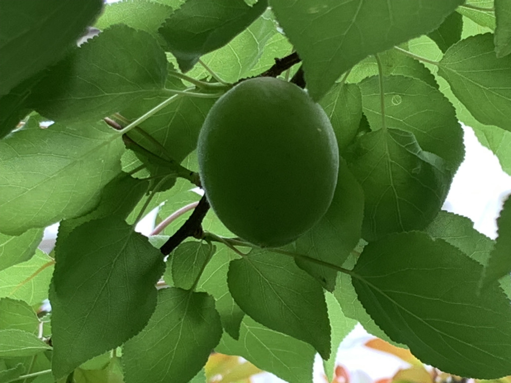 ゴーヤの発芽_b0349795_13325994.jpeg