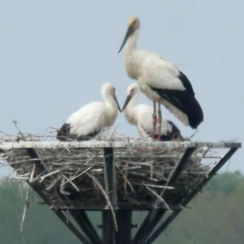 コウノトリの子育て記録（その9回目、ヒナの1羽は巨漢） : 旅プラス