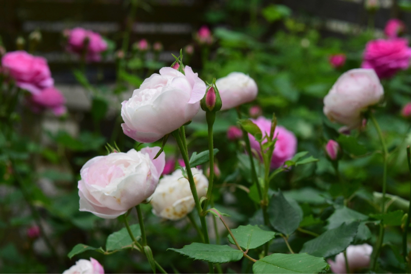 薔薇好き花好き庭が好き 元英国在住 アートセラピストが造る癒しの庭 薔薇好き花好き庭が好き 元英国在住 アートセラピストが造る癒しの庭