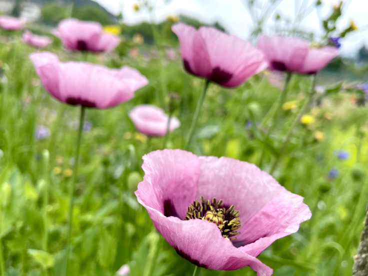 花の命は短いんだね。_c0212604_05592975.jpeg