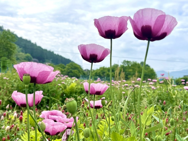 花の命は短いんだね。_c0212604_05595355.jpeg
