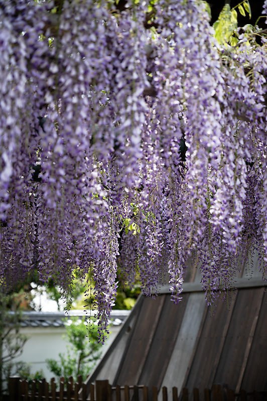 咲き急ぐ花達 藤・八重桜@妙蓮寺_f0032011_16125356.jpg