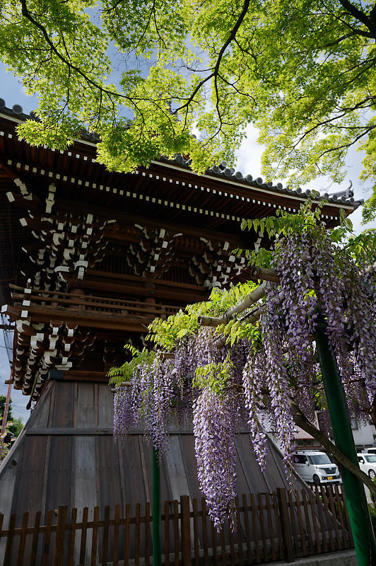 咲き急ぐ花達 藤・八重桜@妙蓮寺_f0032011_16125486.jpg