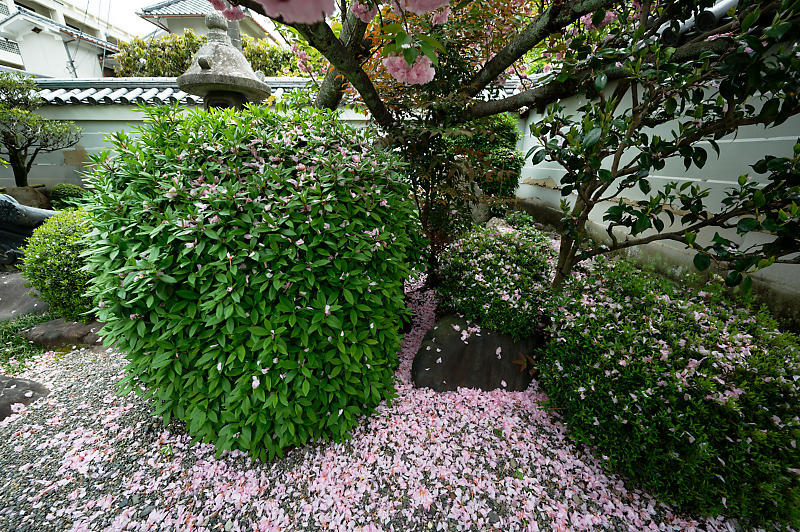 咲き急ぐ花達 藤・八重桜@妙蓮寺_f0032011_16145321.jpg