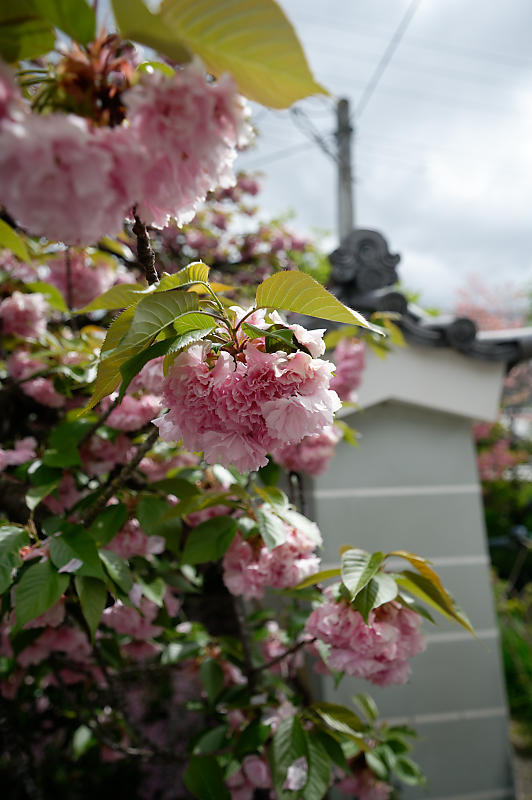 咲き急ぐ花達 藤・八重桜@妙蓮寺_f0032011_16145342.jpg