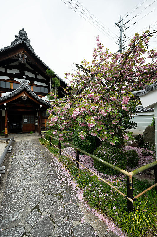咲き急ぐ花達 藤・八重桜@妙蓮寺_f0032011_16145350.jpg