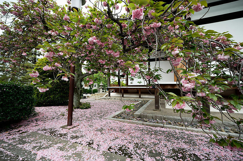 咲き急ぐ花達 藤・八重桜@妙蓮寺_f0032011_16145377.jpg