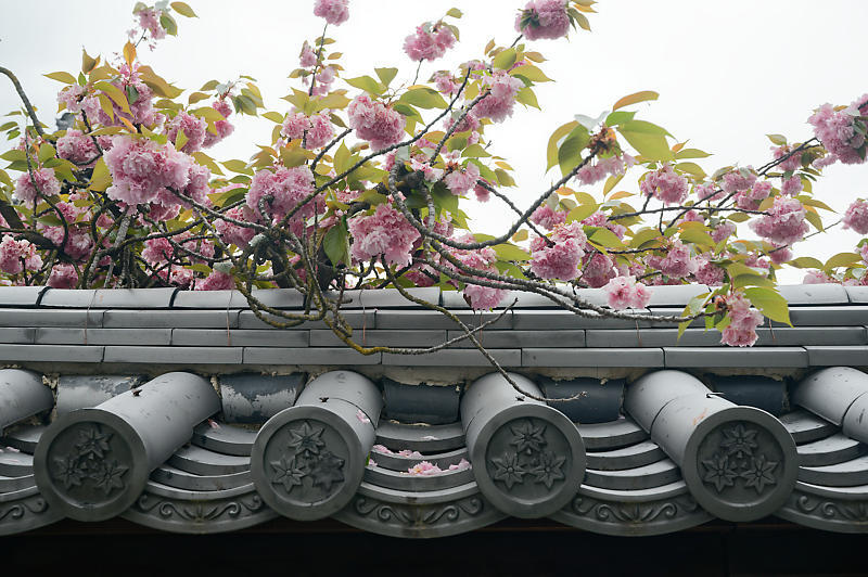 咲き急ぐ花達 藤・八重桜@妙蓮寺_f0032011_16145413.jpg