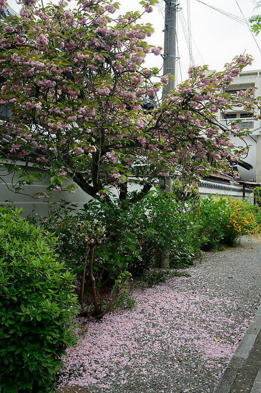 咲き急ぐ花達 藤・八重桜@妙蓮寺_f0032011_16145479.jpg