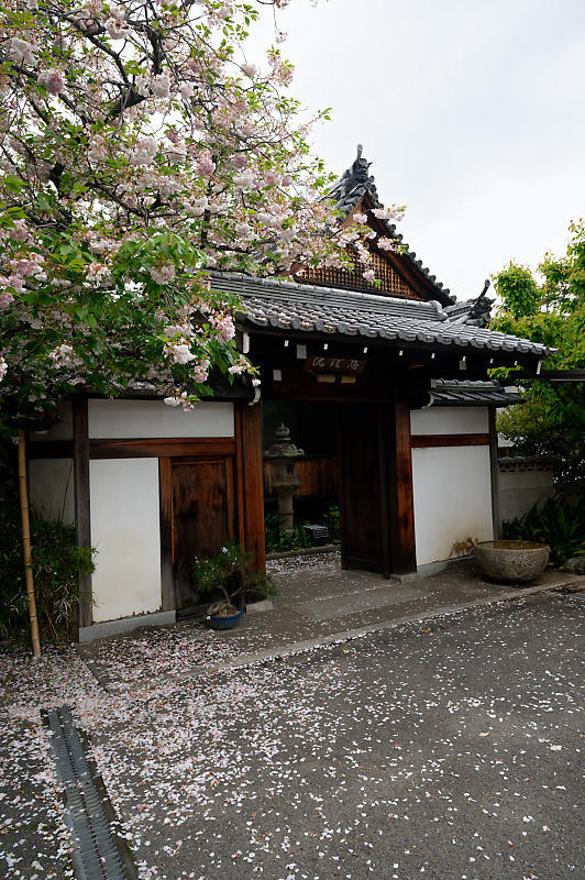 咲き急ぐ花達 藤・八重桜@妙蓮寺_f0032011_16145574.jpg