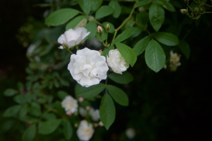 青薔薇（ブルームーン）_e0134713_22281522.jpg