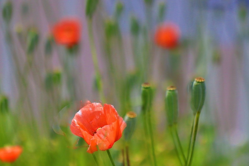 この花も外来種 ニット美津江 ダイアリー