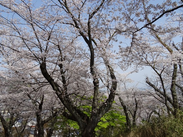 奈良・三室山の桜_b0299042_21332047.jpg