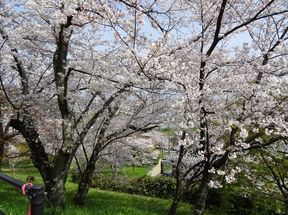 奈良・三室山の桜_b0299042_21342622.jpg