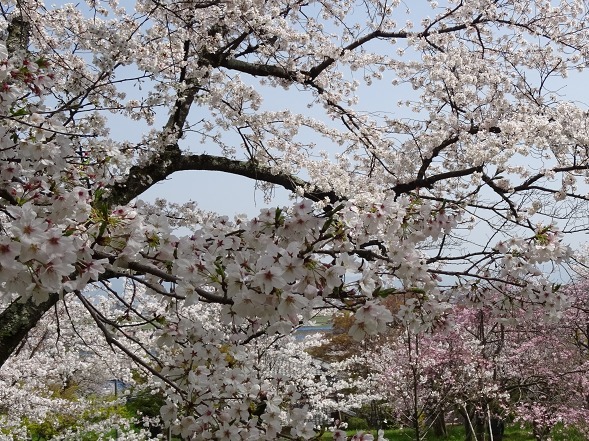 奈良・三室山の桜_b0299042_21352623.jpg