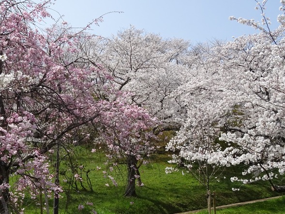 奈良・三室山の桜_b0299042_21353161.jpg