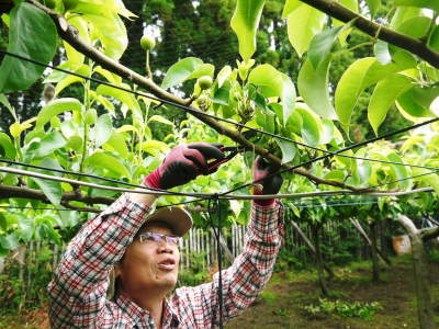 熊本梨 本藤果樹園 摘果作業の様子(2021) 今年は花の開花も早かったので摘果作業も急ピッチです(後編) _a0254656_16401478.jpg
