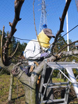 熊本梨 本藤果樹園 摘果作業の様子(2021) 今年は花の開花も早かったので摘果作業も急ピッチです(後編) _a0254656_16555246.jpg