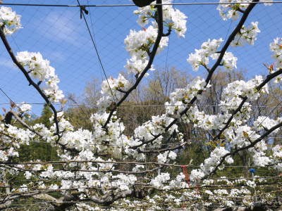 熊本梨 本藤果樹園 摘果作業の様子(2021) 今年は花の開花も早かったので摘果作業も急ピッチです(後編) _a0254656_16574835.jpg