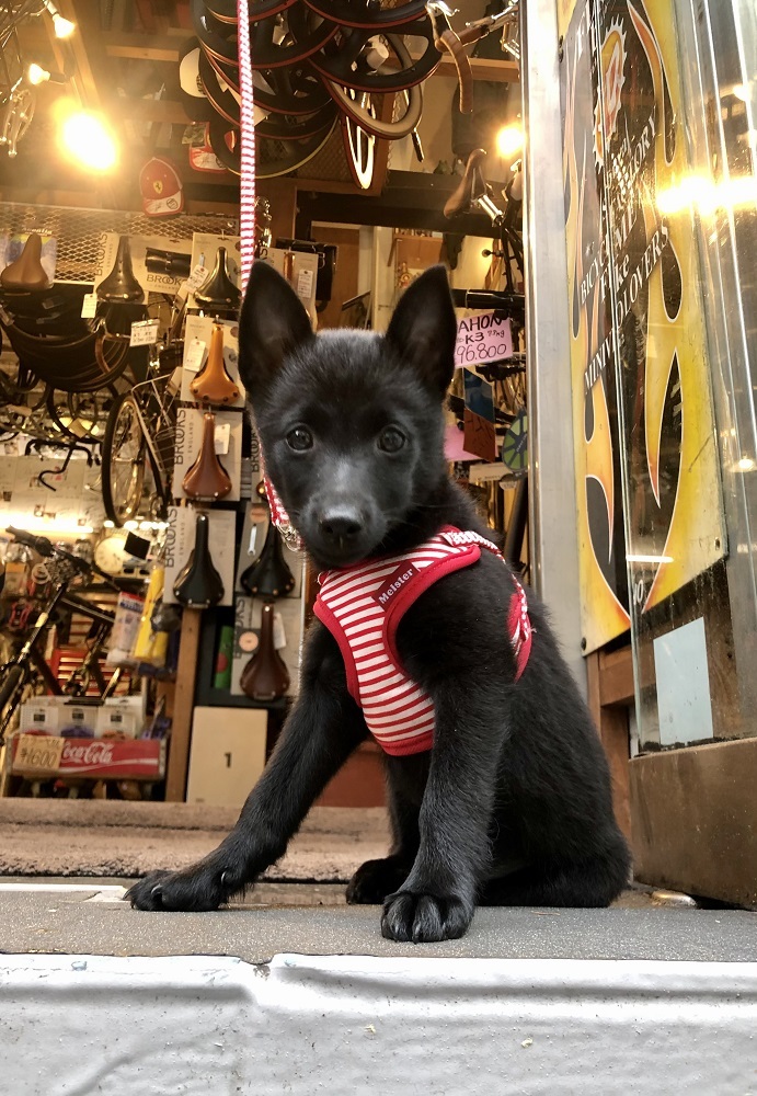 5月16日 渋谷 原宿 の自転車屋 FLAME bike前です_e0188759_18414193.jpg