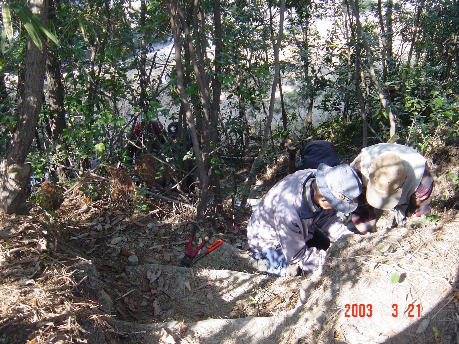 新山（ぼうけん山）枯れ木伐採・・・定例活動日_c0108460_12042471.jpg