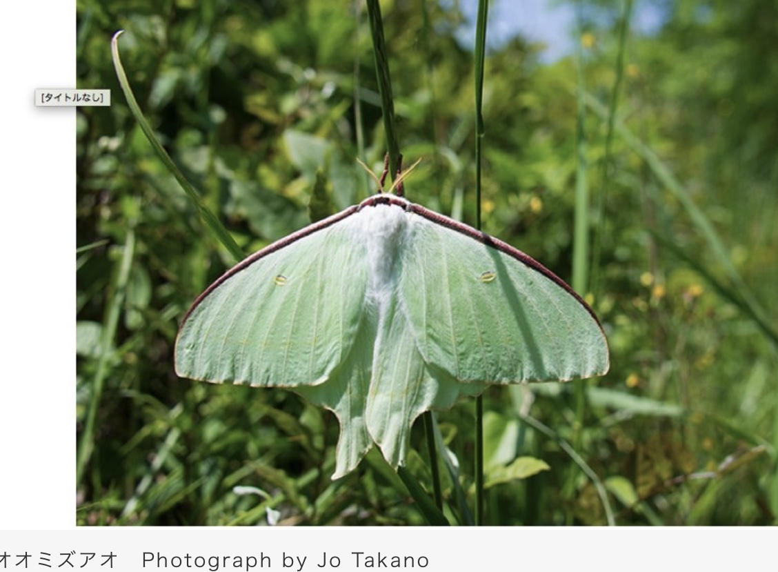 帰巣本能、昆虫にも有るのか？_a0053063_15181910.jpeg