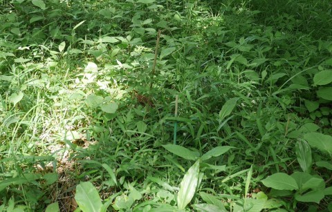 梅雨入り早そうでドウダンツツジ植樹準備5・15六国見山手入れ_c0014967_16195793.jpg
