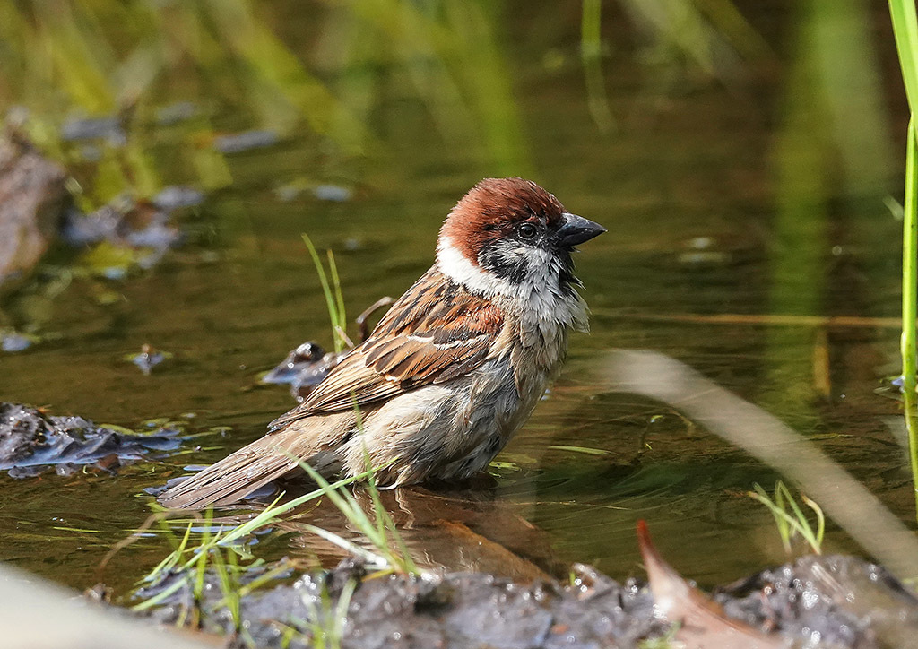 自然の中に鳥さんを見つけて 自然の中に鳥さんを見つけて