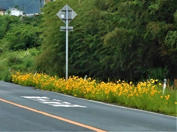 こんなに華やかなのに…_e0175370_21044664.jpg