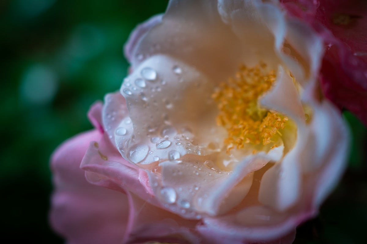 雨に濡れる英国庭園_d0353489_22373037.jpg