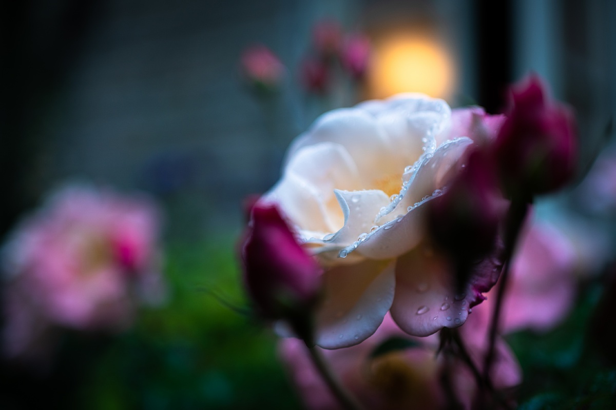 雨に濡れる英国庭園_d0353489_22385246.jpg