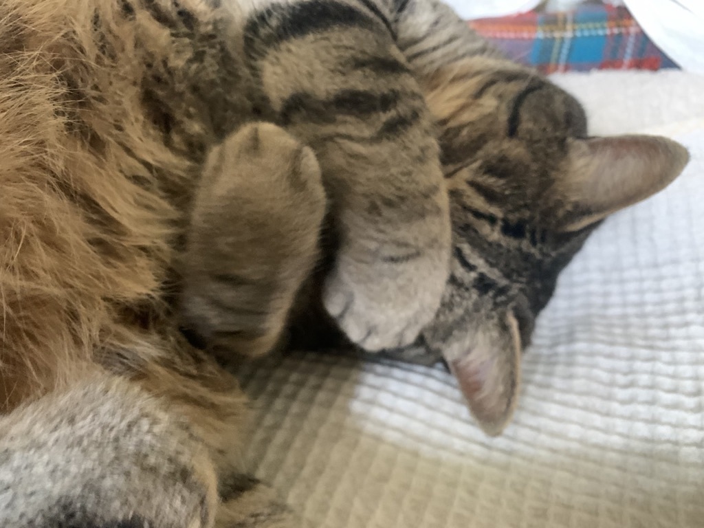 ベランダ植栽とニャンズ_b0349795_11132912.jpeg