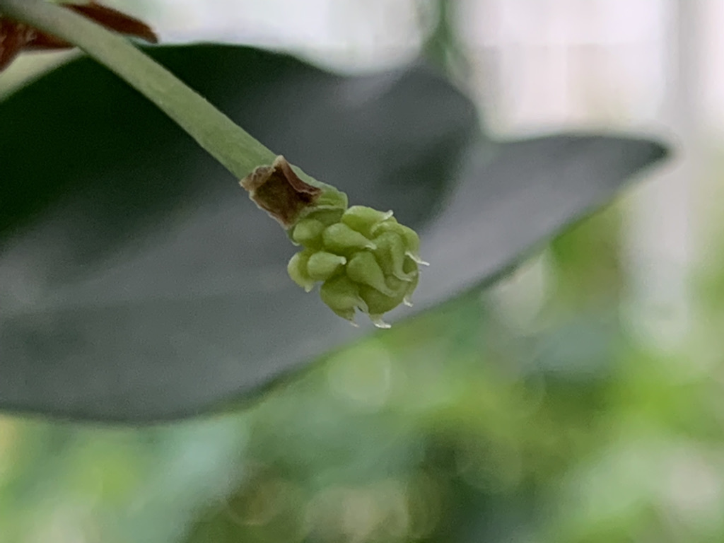 ベランダ植栽とニャンズ_b0349795_11154465.jpeg