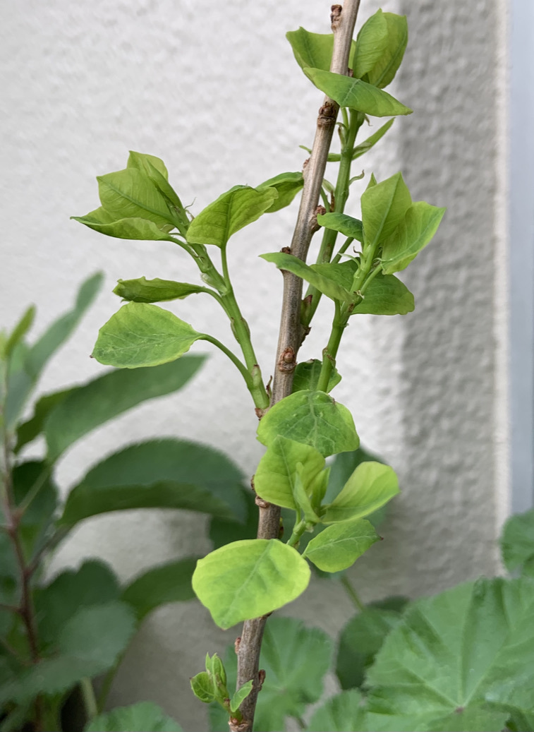 ベランダ植栽とニャンズ_b0349795_11175550.jpeg