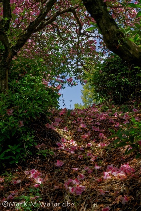 日吉神社-散らばる花びら_e0135098_21572227.jpg
